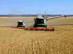 cosechadoras19